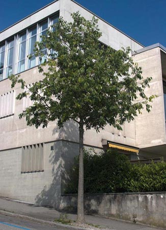 معرفی و راهنمای پرورش درختان زینتی - داغداغان